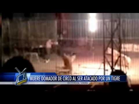 بالفيديو.. نمر يقتل مدربه أثناء عرض سيرك في المكسيك