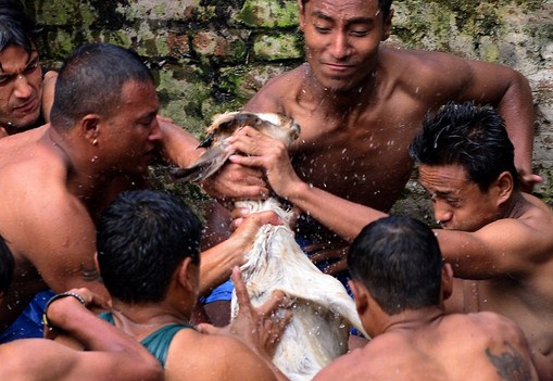 صور مؤلمة: تمزيق الماعز "بالأيدي" في أكثر المهرجانات وحشية بالعالم!