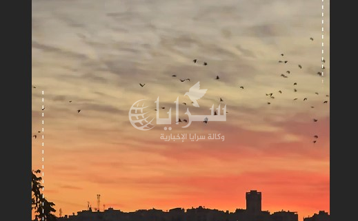 شاهد طيور بأعداد كبيرة في سماء عمان -فيديو