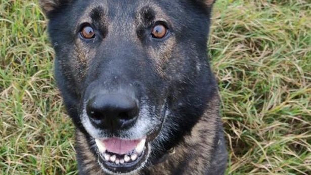 تفسير رؤية الكلب الأسود في المنام 