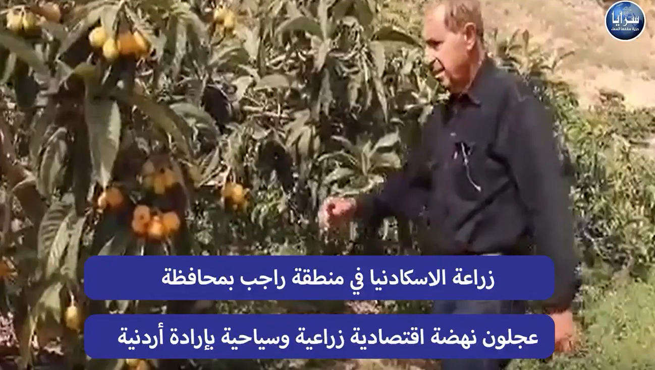 زراعة الاسكادنيا  نهضة اقتصادية بمنطقة راجب وقصة نجاح بإرادة أردنية - فيديو 