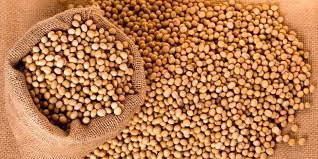 هل يصلح كبديل للبروتين ..  فوائد وأضرار فول الصويا