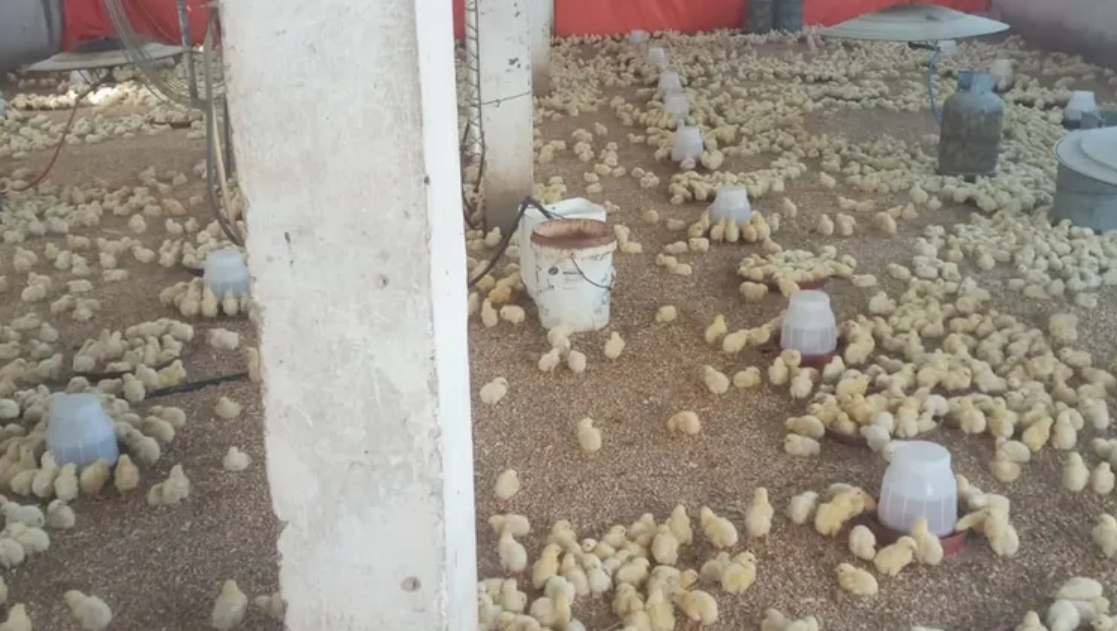 تغيرات مناخية تفتك بمزارع الدجاج في جرش ..  ونسبة النفوق تصل إلى 30%