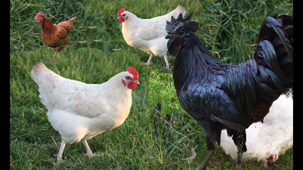 ماذا يعني رؤية الدجاج في المنام