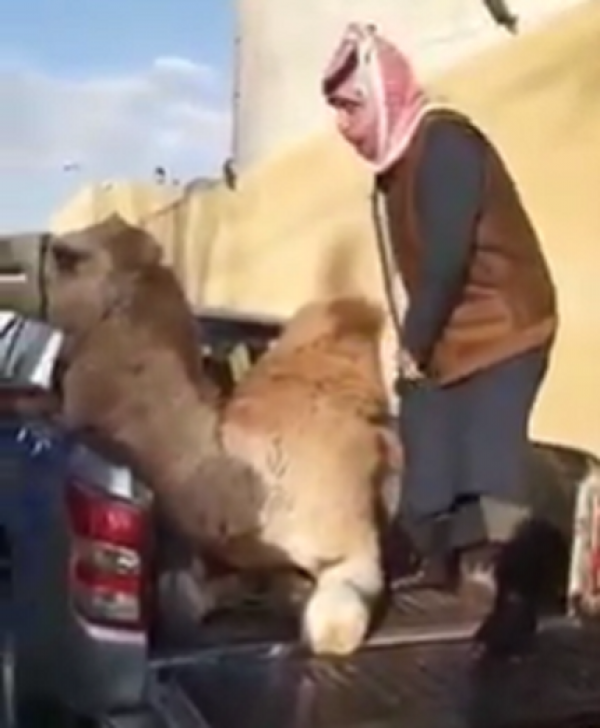 أردنيون ينحرون جمالا ترحيبا بضيف المملكة الشيخ تميم