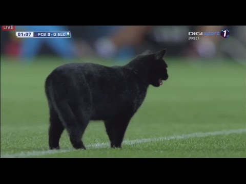 بالفيديو : قطة تقتحم ملعب برشلونة وتحوله لمسرح كوميدي