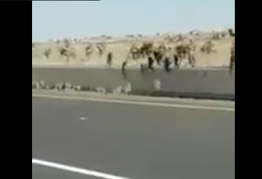 ما حقيقة هروب القرود من الأردن إلى العراق ؟  ..  فيديو 