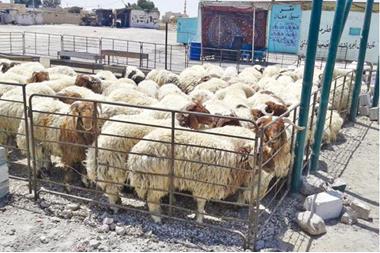  بلدية الزرقاء تحدد ( 8 ) مواقع لحظائر بيع وذبح الاضاحي موزعة في مناطق المدينة