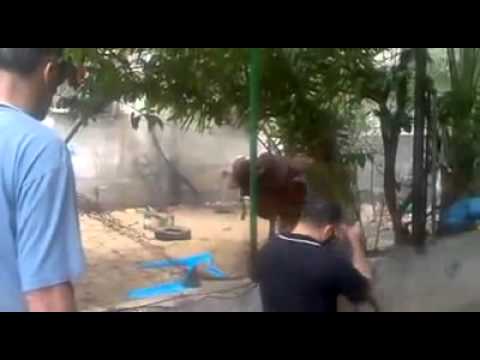 بالفيديو  ..  شخص يطلق النار تجاه "عجل" بعد فقدان السيطرة عليه
