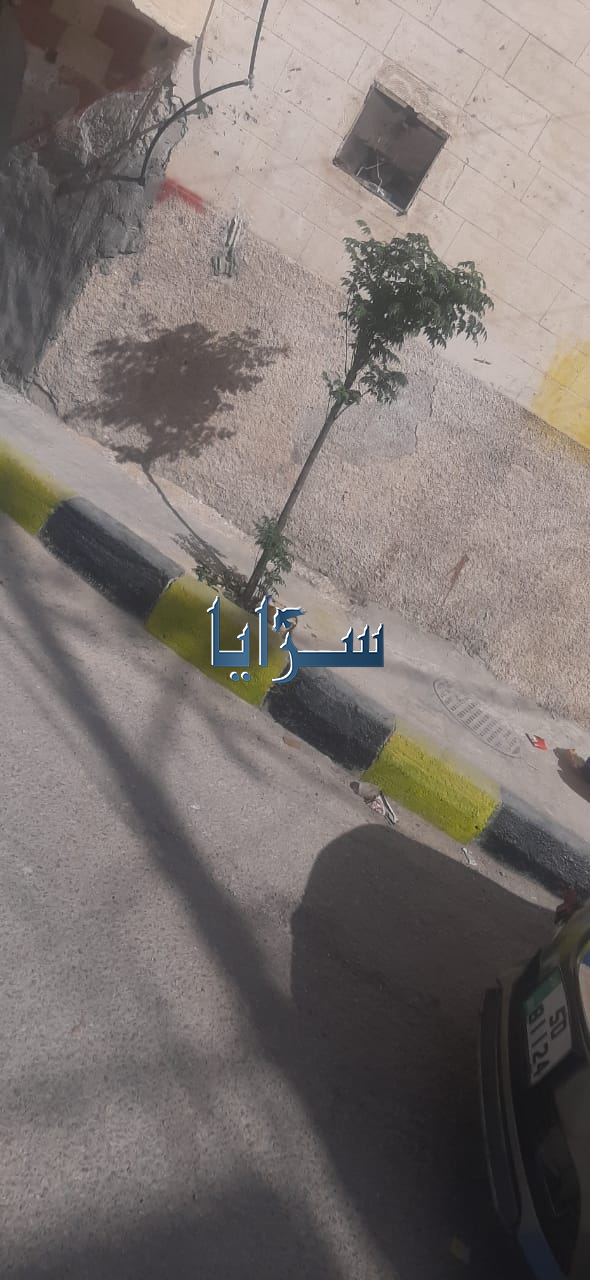 شباب حي رمزي في الزرقاء يطلقون مبادرة لزراعة الاشجار ودهان الأرصفة في حيّهم  .. فيديو وصور 