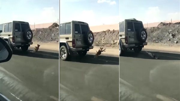 بالفيديو: شاهد سعودي يسحل كلباً بالشارع بسبب نباحه  ..   وهذه عقوبته