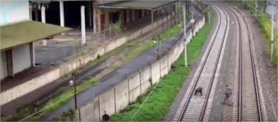 بالفيديو: مراهقان يستلقيان على سكة قطار لزيادة مشاهداتهما على يوتيوب