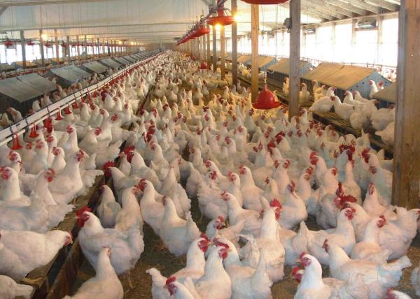 ارتفاع أسعار الدجاج اللاحم 40.2 بالمئة