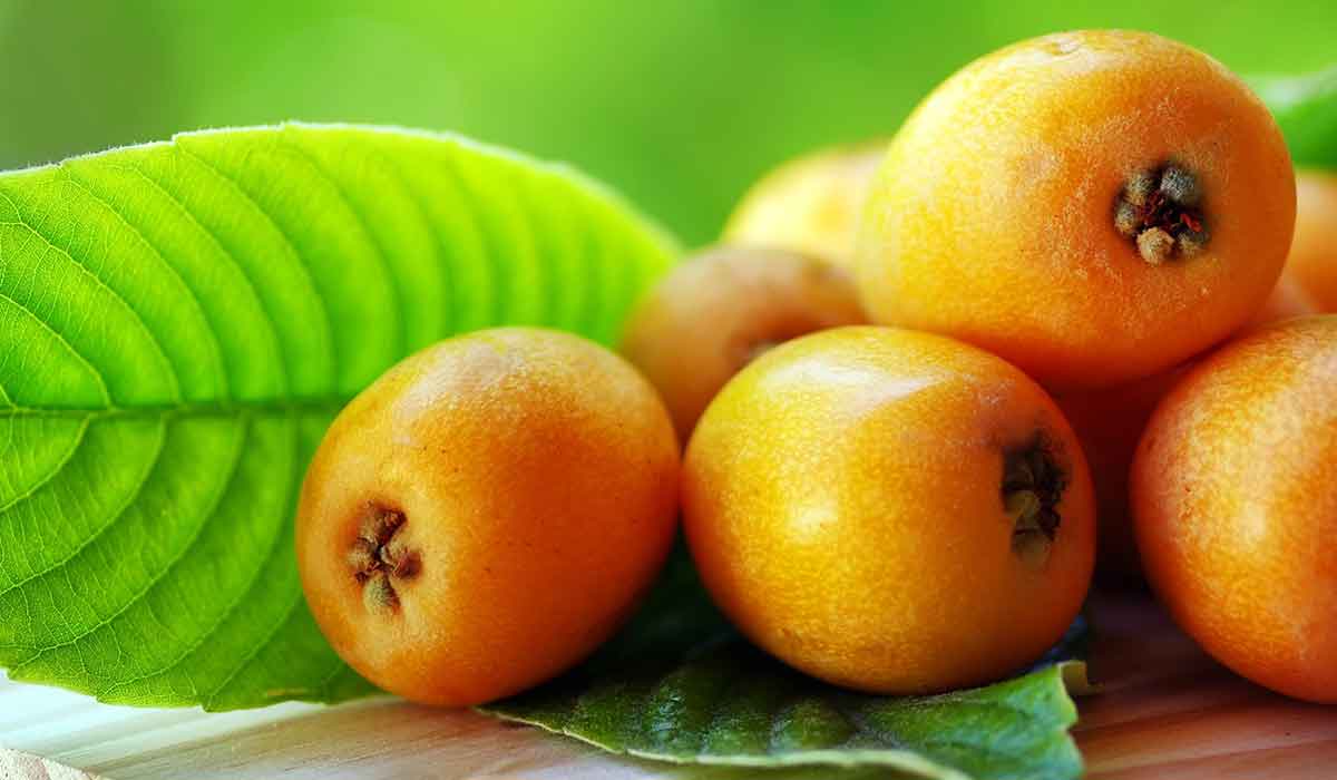 فوائد ورق الأسكدنيا للتنحيف