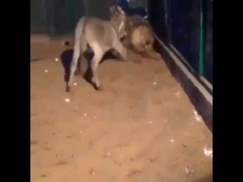 حمار يحشر أسدا في زاوية ويركله  ..  مرتين (فيديو)