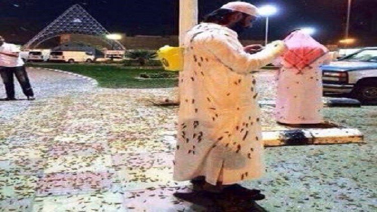 فيديو ..  أنهار من الجراد في السعودية