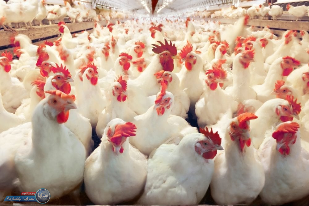 هام من وزارة الزراعة حول رفع أسعار الدجاج في شهر رمضان