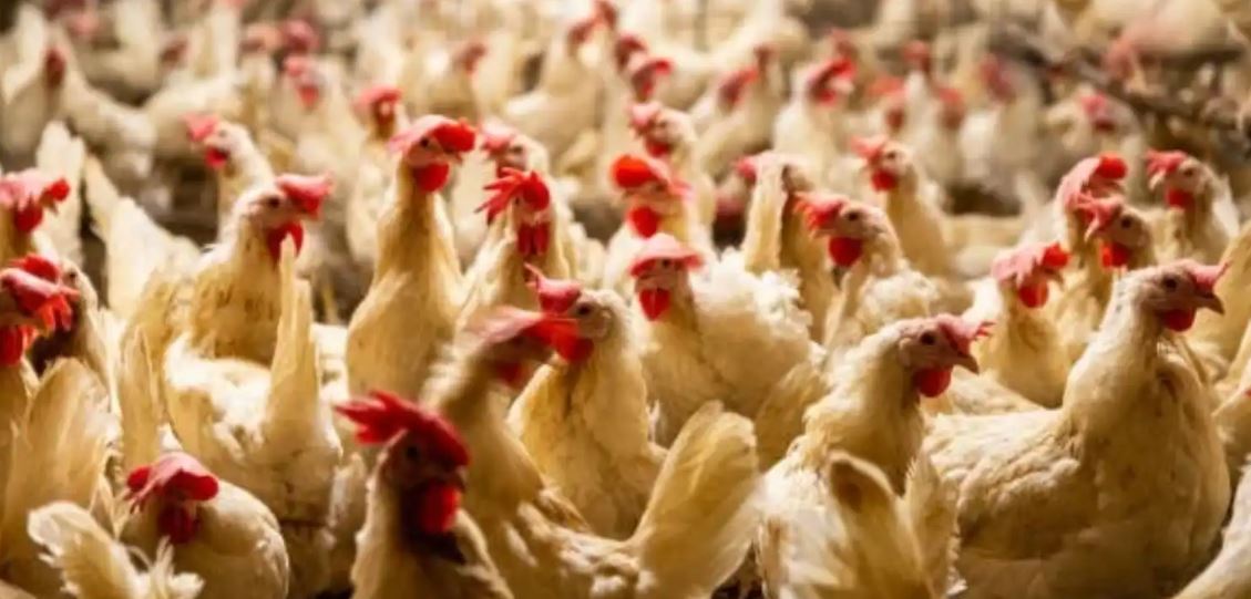 السلطات الأمريكية تعدم مليون دجاجة في أكبر بؤرة لإنفلونزا الطيور   