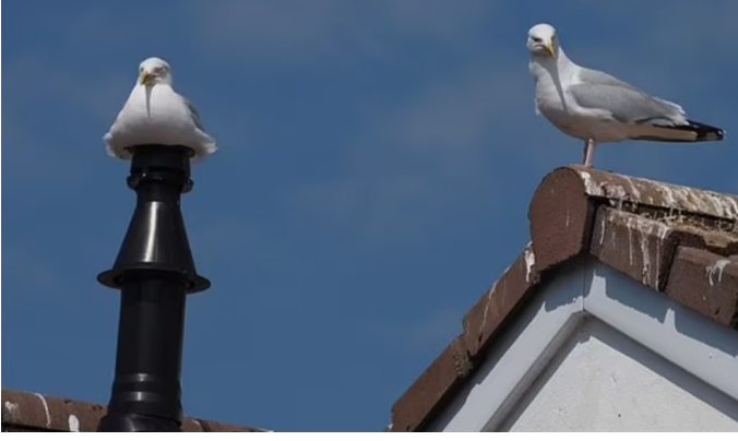 طيور النورس تحتل مدينة بريطانية وتستهدف سعاة البريد