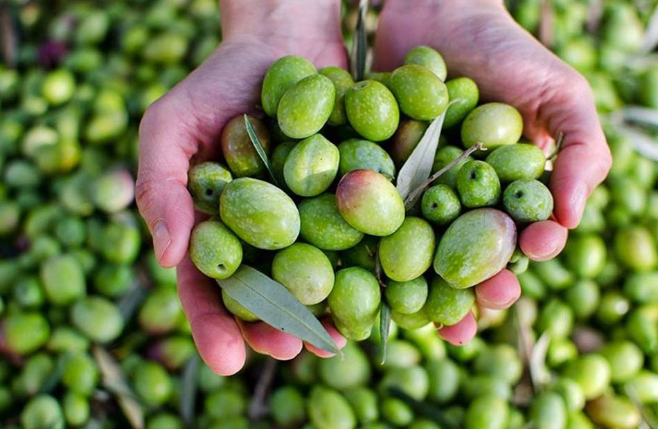 تذبذب المناخ يهدد موسم الزيتون المقبل