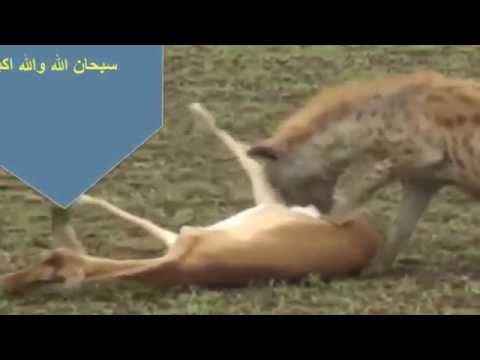 بالفيديو...غزالة تتغلب على ضبع بمكرها.. ماذا فعلت؟