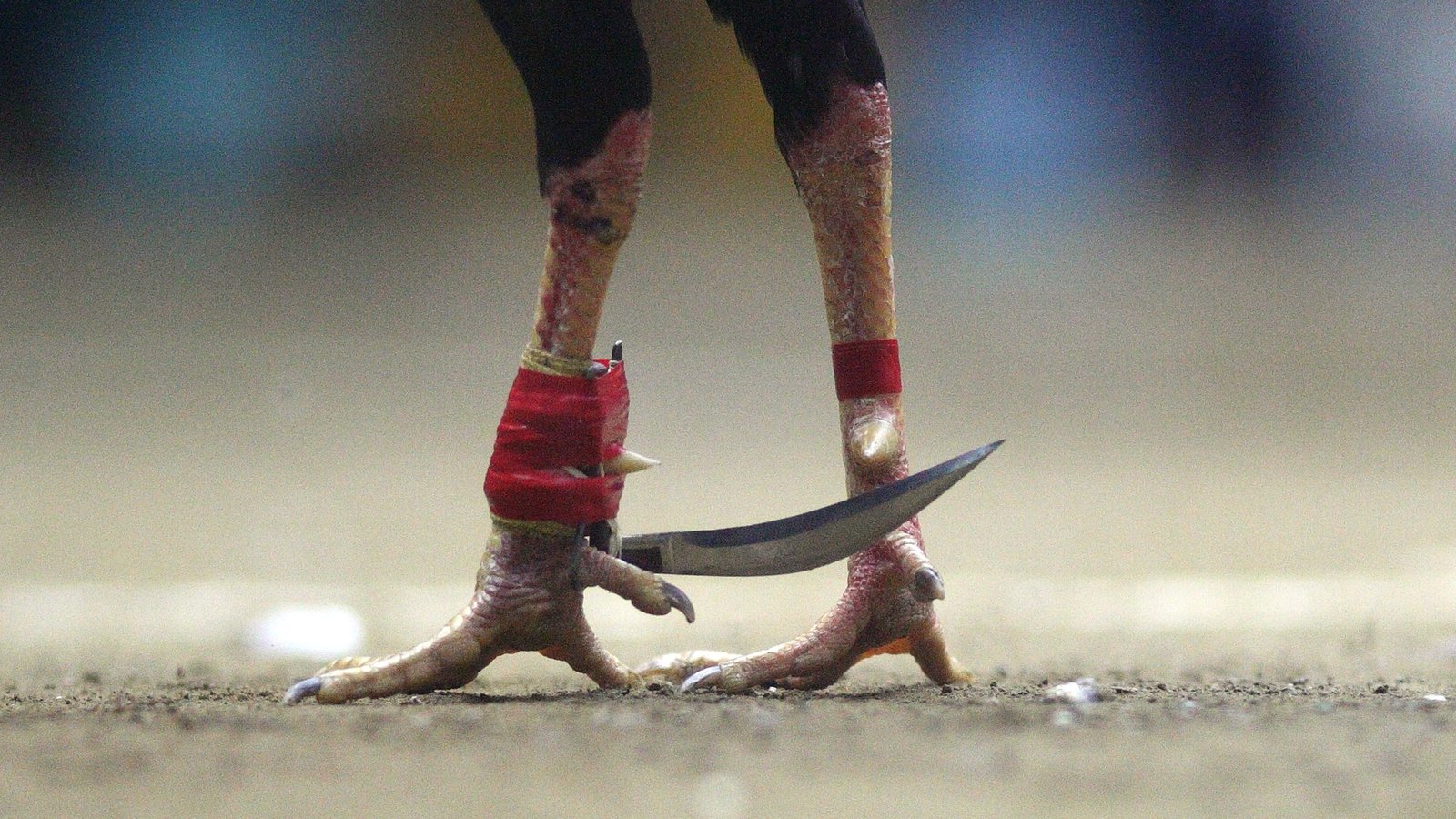 ديك يقتل صاحبه بنصل حاد طوله 8 سنتيمترات