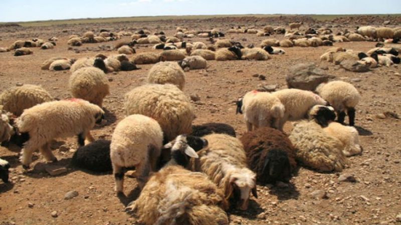 وزير الزراعة يكشف لـ"سرايا" عن مرض خطير قد يصيب المواشي ..  وإطلاق حملة تطعيم شاملة لتجنبه 