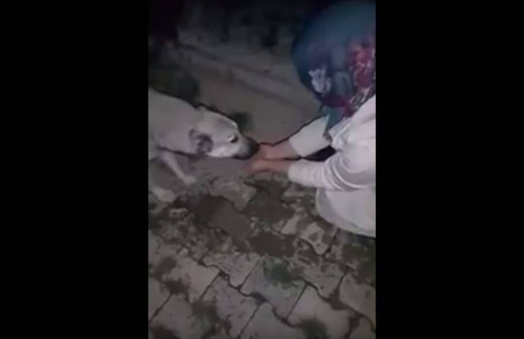 بالفيديو: كلب يشكر فتاة تركية بعد أن سقته الماء بيديها!