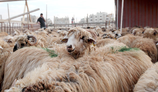 الزراعة تكشف أسعار الأضاحي في الأردن