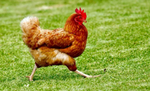 دراسة: وجوه الدجاج تحمرّ بحسب مشاعرها المختلفة