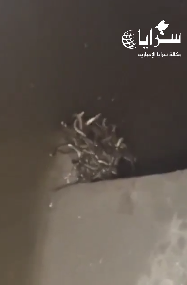 70 ثعبانًا داخل خزان المرحاض ..  هندي يتلقى صدمة عمره - فيديو