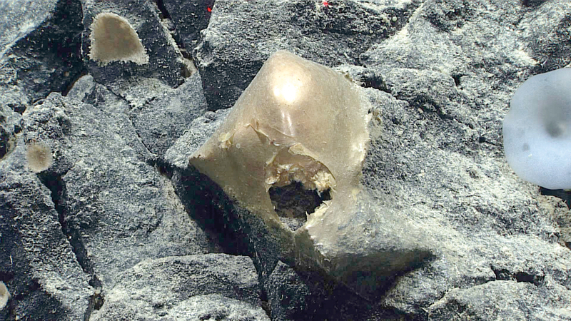 العثور على جسم ذهبي غريب في قاع المحيط قرب ألاسكا