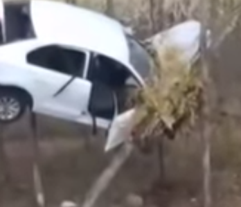 بالفيديو .. سيارة محاصرة بين فروع الأشجار في أغرب حادث بالصين