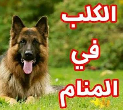 تفسير رؤية الكلب في المنام
