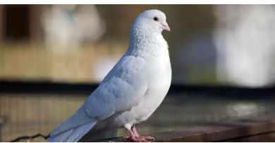 الكويت ..  سرقة 40 حمامة ثمينة قبيل عرضها في مزاد علني