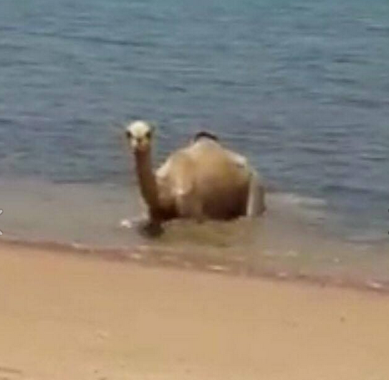 بالصور  ..  جمل يسبح في خليج العقبة هرباً من اشعة الشمس الحارقة !!