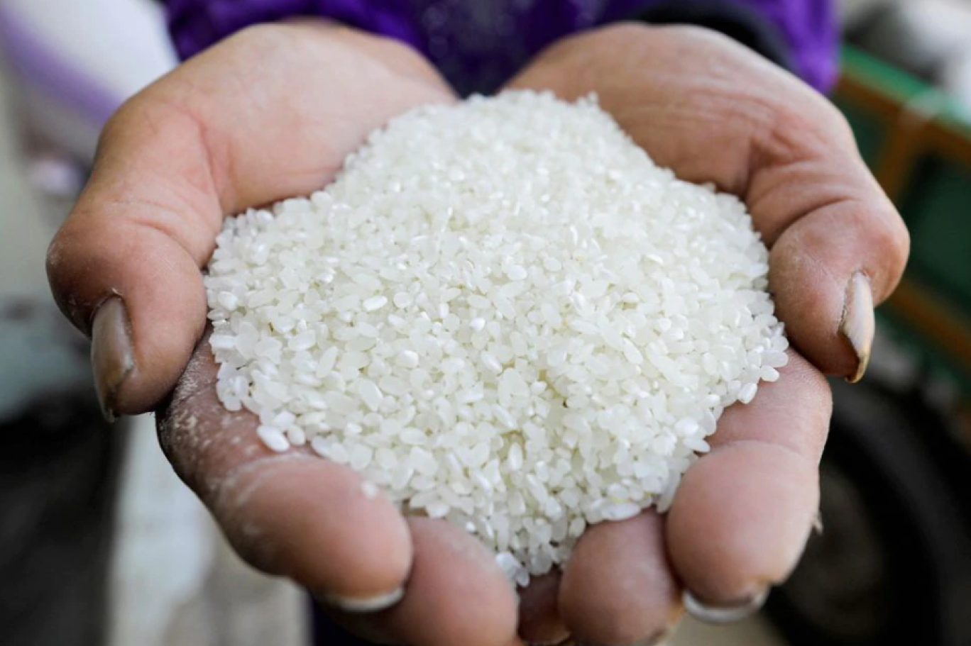 لجنة حكومية لإتلاف 5500 طن من الأرز غير صالحة للاستهلاك البشري 