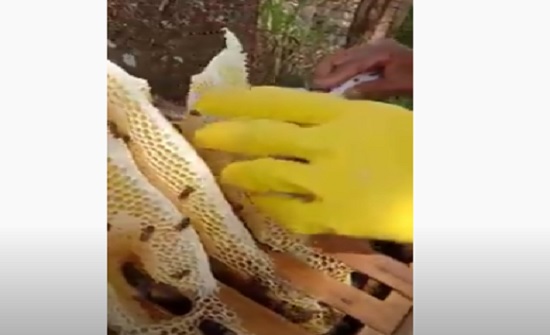 فيديو : خلية نحل بها جبل من العسل