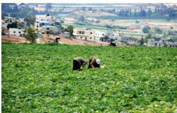 الزراعة الأردنية : الموسم المطري إيجابي مقارنة بالعام الماضي