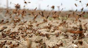 العدوان يوعز لبلديات المفرق بوضع كامل جاهزيتها لمكافحة الجراد 