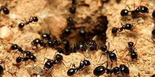 تفسير رؤية النمل في المنام  