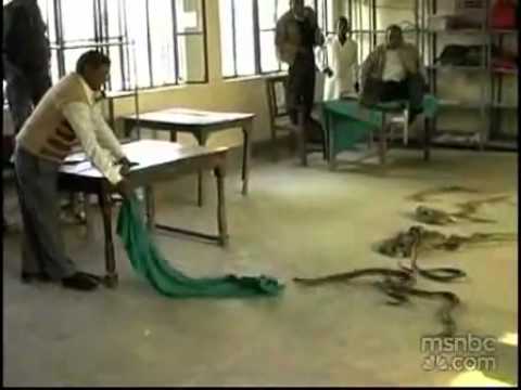 هندي يطلق عشرات الأفاعي في مكتب حكومي احتجاجاً