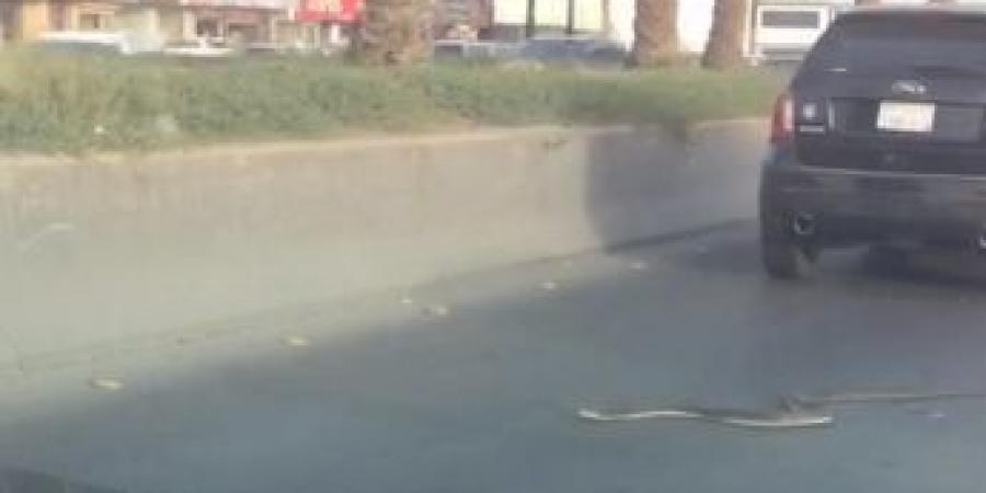 بالفيديو  ..   ثعبان ضخم يزحف وسط الطريق في السعودية 