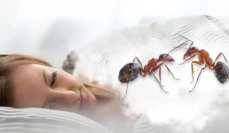 معاني رؤية النمل في المنام للمتزوجة على الجسم