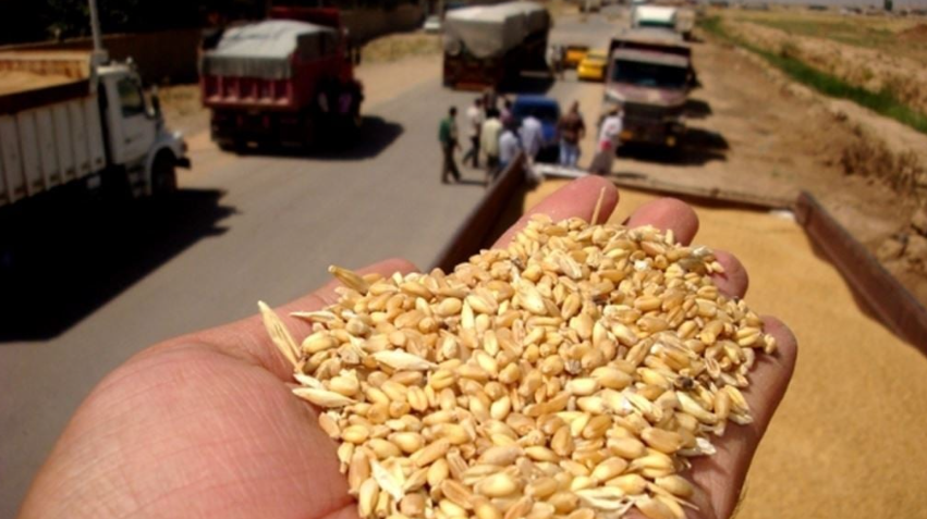 العراق لا يعرف أين يذهب بالحنطة ..  فائض أكبر من القدرة الخزنية بـ25%