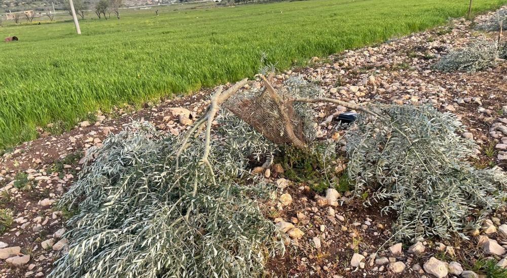 مستوطنون يقتلعون عشرات أشجار الزيتون جنوب طوباس