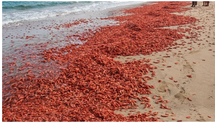  كارثة صادمة في بحر عُمان ..  نفوق أطنان من الروبيان يحوّل الشواطئ إلى اللون الأحمر والسلطات توضح