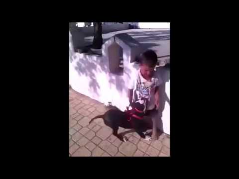 بالفيديو ..  لحظة هجوم كلب شرس على طفل
