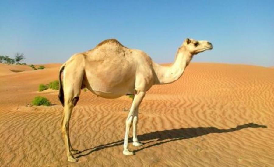 بطريقة مروعة ..  ناقة تنتقم من مالكها بعد ذبحه لصغيرها