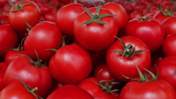 شكاوى مستمرة من الارتفاع الجنوني لأسعار البندورة في لواء البترا